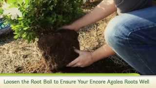 How To Plant Reblooming Encore Azaleas [upl. by Edalb143]