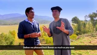 Pashto New HD Song Ka Lare Bajawar Ta 2015 By Bakhtiar Khattak [upl. by Hareemas396]