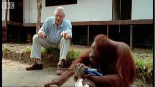 Attenborough Amazing DIY Orangutans  BBC Earth [upl. by Donall]