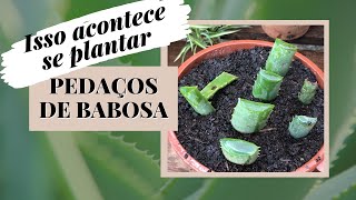 BABOSA  Aloe vera  Funciona plantar pedaços das folhas [upl. by Newsom]