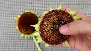 HOW TO PICK SUNFLOWER SEEDS QUICK TIPS [upl. by Ileray]