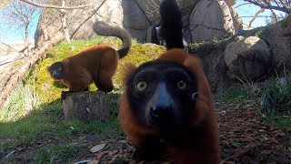 RedRuffed Lemurs Go Exploring [upl. by Hardigg619]