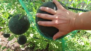 How to grow watermelons on a trellis and garden tour  Come for a walk through my garden [upl. by Alekat956]