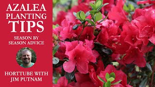 Azalea Planting Tips  Season by Season Advice [upl. by Everick]