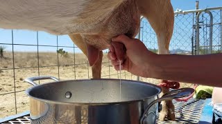 How To Milk A Goat [upl. by Michaud]