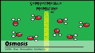 OLD VIDEO Osmosis [upl. by Stodder]