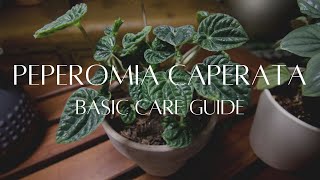 PEPEROMIA CAPERATA  The basic care guide [upl. by Nairahcaz416]