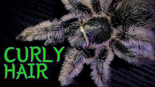 Curly Hair Tarantula TliltocatlBrachypelma albopilosus Care amp Husbandry [upl. by Anitap]