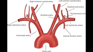 Aorta And Its Branches Anatomy [upl. by Kcyrred199]