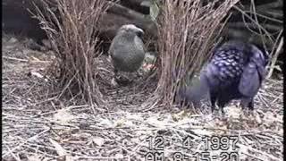 bowerbird courtship [upl. by Iral976]