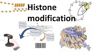 Histone modifications Introduction [upl. by Surovy281]