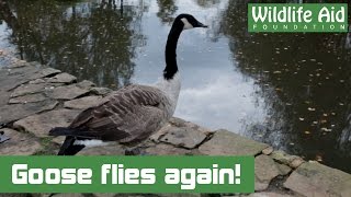 Canada Goose with shattered wing flies again [upl. by Lucas30]