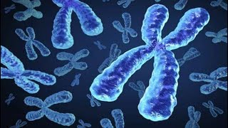 How Xchromosome inherited by offspring [upl. by Cleodal]