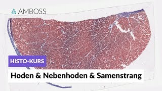 Histologie Hoden Nebenhoden und Samenstrang  Mikroskopische Anatomie  AMBOSS Video [upl. by Christoper]