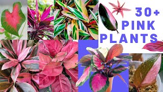 30 Pretty PINK plants  pink houseplants MOODY BLOOMS [upl. by Derfnam]