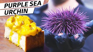 Harvesting Purple Sea Urchin Uni on the Oregon Coast – Deep Dive [upl. by Sumahs655]