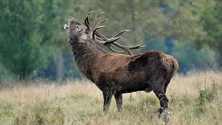 Roaring Red Deer Stag [upl. by Sydel]