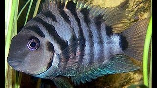 iNdEPTH Black Convict Cichlid Archocentrus Nigrofasciatus [upl. by Rede]