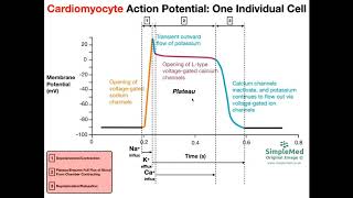 Cardiac Muscle Action Potential Diagram EXPLAINED [upl. by Lauder627]