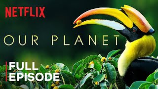 Our Planet  Forests  FULL EPISODE  Netflix [upl. by Mendie]