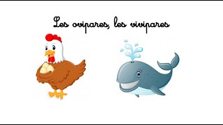 QLM CP Les ovipares les vivipares  activité [upl. by Assiren]