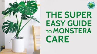 The Super Easy Guide to Monstera Care  Houseplant Resource Center [upl. by Salina]