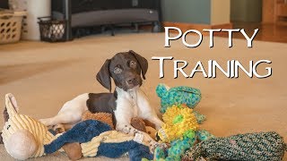 Potty Training  Potty Training Your New Puppy [upl. by Pages]