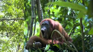 Orangutan Longcall [upl. by Nirol]