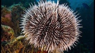 Facts The Sea Urchin [upl. by Ehrman]