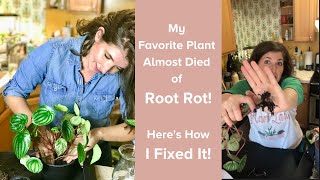 Peperomia Propagation Experiment How I Saved my Favorite Plant from Root Rot [upl. by Hallerson]