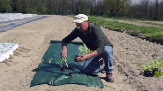 Tutorial posa telo per pacciamatura e trapianto delle zucchine [upl. by Ilrahs]