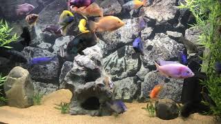 Blood Parrot amp Convict Hybrid Polar Blue Convict Parrot Cichlid  Tank Updates [upl. by Merari646]