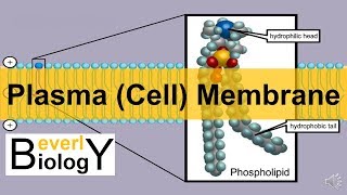 Plasma membrane  Cell Membrane updated [upl. by Aicil]