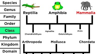 Phylogeny and the Tree of Life [upl. by Suciram]