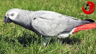 Gadająca papuga Cezar  quotOj będzie w pupęquot [upl. by Areek]