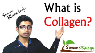 What is collagen collagen protein structure and function [upl. by Sly768]