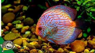 Discus Fish Care Guide FOR BEGINNERS [upl. by Hadlee]