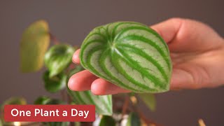 Peperomia argyreia Watermelon peperomia Houseplant Care — 46 of 365 [upl. by Guilbert]