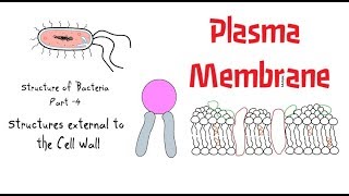 Structure of Bacteria  Part 4  Plasma membrane [upl. by Ecissej]