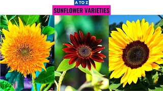 Sunflower Varieties A to Z [upl. by Ajoop]