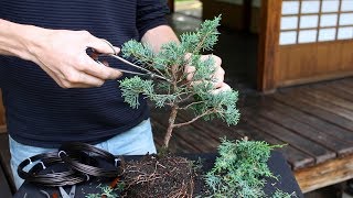 How to create a Bonsai tree DIY [upl. by Vanderhoek607]