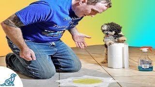 How To Stop Your Puppy From Peeing Indoors [upl. by Ainud]