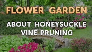 About Honeysuckle Vine Pruning [upl. by Hirai]