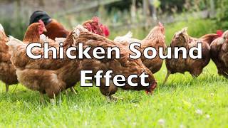 Chicken Clucking Sound Effect [upl. by Miguela933]