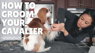 GROOMING MY DOGS AT HOME  Cavalier King Charles Spaniel [upl. by Ervin]