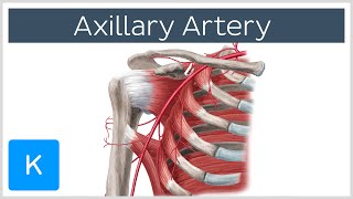 Axillary Artery  Location amp Branches  Human Anatomy  Kenhub [upl. by Acassej]