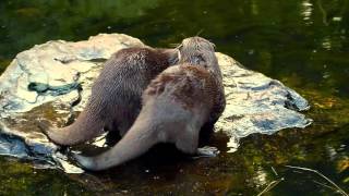 Mating Otters  Wetlands London [upl. by Eahs]