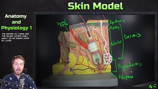 Structure of the Dermis [upl. by Jaymee685]