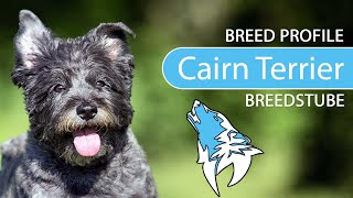 ► Cairn Terrier Breed 2021 Temperament amp Training [upl. by Hut]