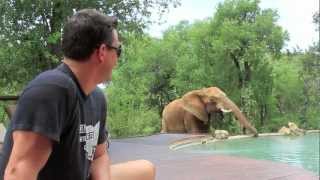 Elephants drinking from the pool at Impodimo Safari Lodge  spinning around the world [upl. by Yesnel]